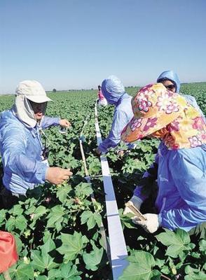 棉田環(huán)保新思路 新疆農(nóng)墾科學(xué)院推動(dòng)害蟲天敵培育，減少農(nóng)藥使用